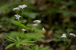  Marzanka wonna (Asperula odorata), zwana także przytulią wonną (Galium odoratum) to roślina typowa dla cienistych lasów liściastych, zwłaszcza bukowych.
