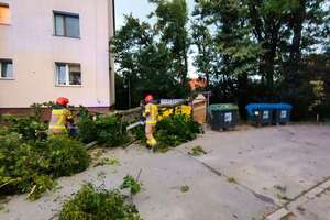 Silny wiatr w Braniewie powalił drzewa