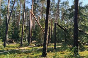 Burza wyrządziła ogromne szkody w lasach 