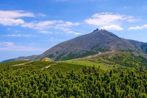 Nowa roślinność na Śnieżce, to efekt zmian klimatycznych