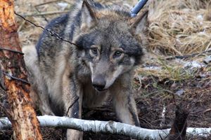 Wilki skutecznie zaatakowały hodowlę alpak. 