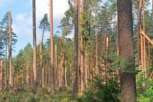 Wiatr uszkodził tysiące drzew na Warmii i Mazurach. Leśnicy apelują o ostrożność 