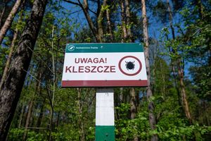 Uwaga! Kleszcze