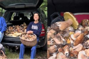 Grzybowa gorączka w Nidzicy: Rodzina zapełniła samochód znaleziskami z lokalnego lasu!