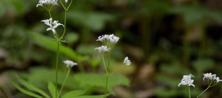  Marzanka wonna (Asperula odorata), zwana także przytulią wonną (Galium odoratum) to roślina typowa dla cienistych lasów liściastych, zwłaszcza bukowych.