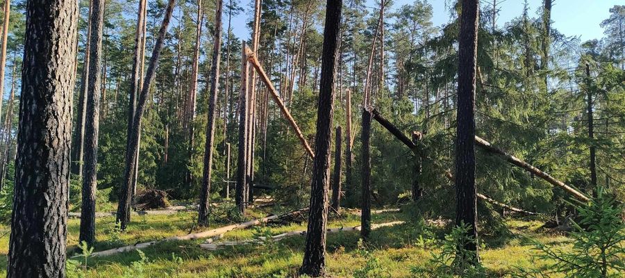 W lesie ą teraz tysiące uszkodzonych drzew, z naderwanymi korzeniami, które ciągle się łamią i przewracają, stwarzając zagrożenie