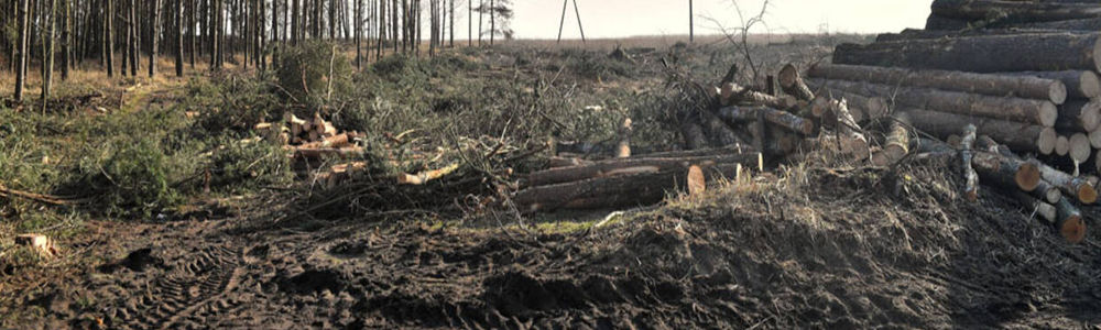 Lasy Państwowe chcą trzyletniego zakazu wywozu drewna z Polski poza UE
