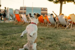 Niech się zabawią! Piestiwal już w najbliższy weekend