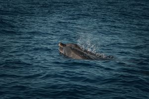 Zabłąkany delfin pojawił się w Tamizie. Organizacje z apelem do turystów 