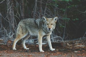 Wilki na wojennej ścieżce: czy zapomnieliśmy lekcje z przeszłości?