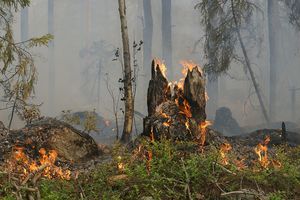 Temperatura wzrasta, a wraz z nią zagrożenie pożarowe w lasach na Warmii i Mazurach  