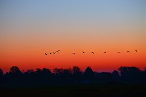 Jak naukowcy uczą ptaki migracji? 