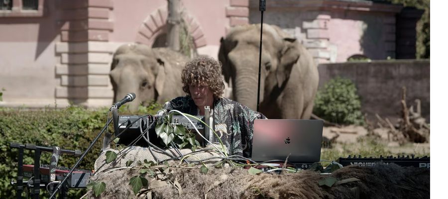 Gooral grający na żywo dla słoni we wrocławskim zoo.