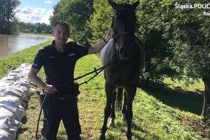 Polscy policjanci wyciągnęli z Odry konia z czeskiej hodowli
