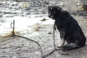 Koniec łańcuchów dla psów. Akcja obrońców zwierząt 