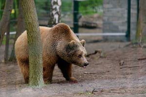 W zoo w Poznaniu padł Baloo – odebrany z cyrku niedźwiedź brunatny