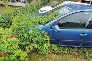 Zielona transformacja? Porzucone auto na olsztyńskim Zatorzu pochłania natura [ZDJĘCIA]