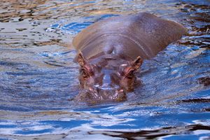 Wyjątkowe urodziny w warszawskim ZOO