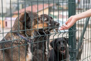 Mieszkaniec gminy Świątki nie usłyszał wyroku. Mężczyzna nie przyznaje się do znęcania nad psem 