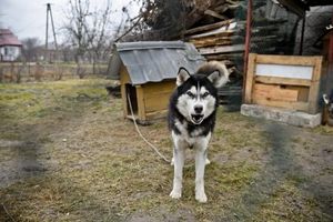 Ponad 500 tys. podpisów pod projektem zakazującym trzymania psów na uwięzi