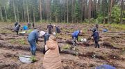 Współpraca popłaca. W Nadleśnictwie Orneta pojawiło się pięć tysięcy nowych dębów 