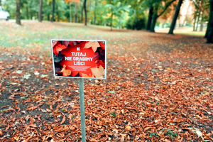 Koniec z grabieniem liści w parkach ?