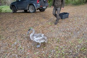 Nietypowy pacjent Ośrodka Rehabilitacji Ptaków Drapieżnych Nadleśnictwa Olsztyn trafił na wolność