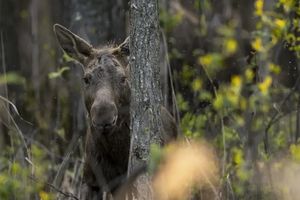 Tragiczny wypadek: łoś wtargnął na drogę, kierowca walczy o życie