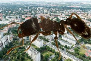 To jest wojna! Wrocławianie mają problem