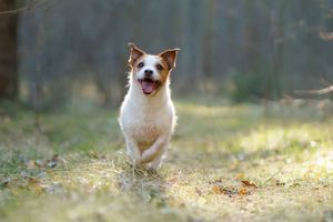 Złota jesień z psem. Najlepsze trasy na Dolnym Śląsku