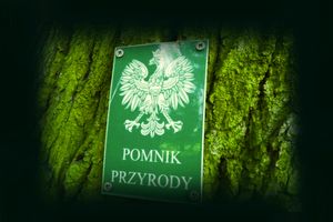 Iława ma dwa kolejne pomniki przyrody