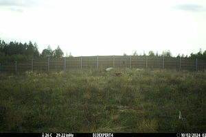 Przejścia dla zwierząt spełniają swoją rolę. Fotopułapka umieszczona przy jednym z nich zarejestrowała rysia 