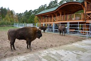 50 tysięcy turystów odwiedziło pokazową zagrodę żubrów w Krajewie 