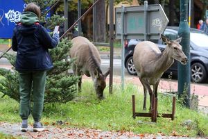 Jelenie wychodzą na ulice Zakopanego. Coraz częściej musi interweniować straż miejska 