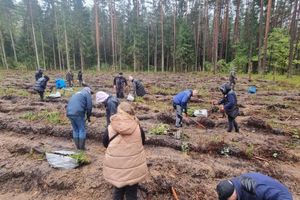 Współpraca popłaca. W Nadleśnictwie Orneta pojawiło się pięć tysięcy nowych dębów 