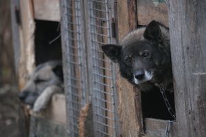 Odpowiada za złe traktowanie psa i poprosił o zwrot zwierzęcia