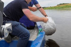 Wielka akcja zarybiania "królowej polskich rzek" w Płocku