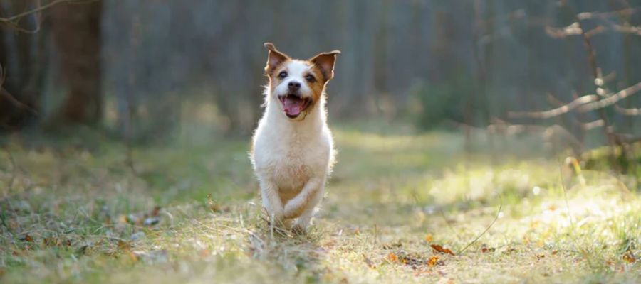 Jesień z psem. Trasy Dolnego Śląska