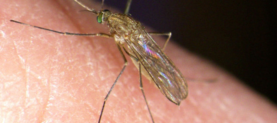 Komary Culex pipiens są wektorami wirusa Zachodniego Nilu