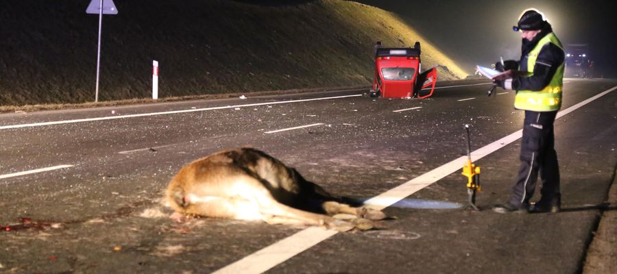 Spotkanie z dzikim zwierzęciem,  a na pewno już z wielkim łosiem może zakończyć się tragicznie