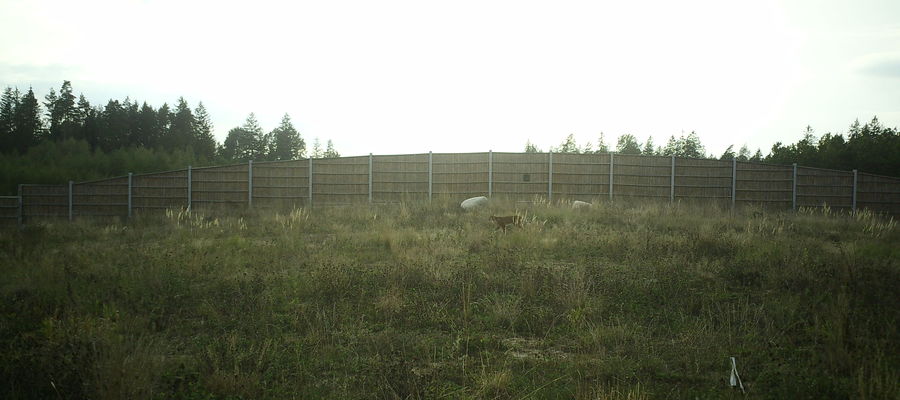 Ryś na przejściu nad drogą S61