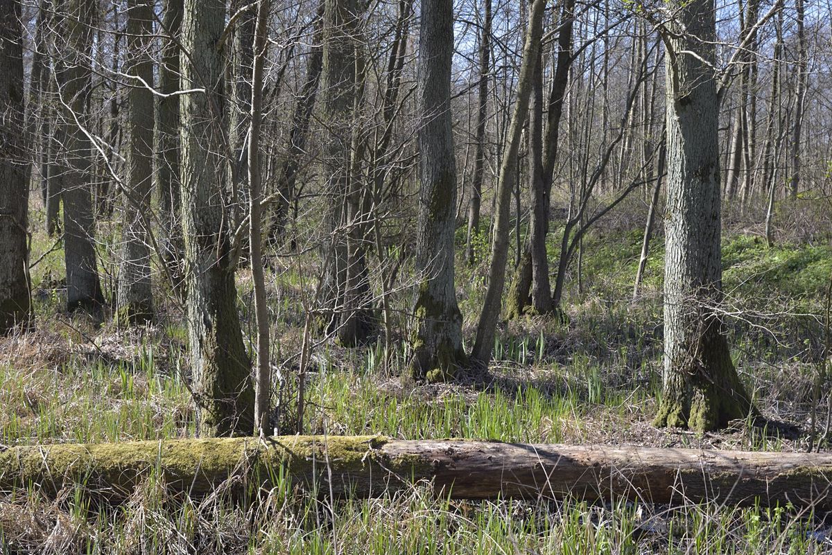 Użytek ekologiczny Polder Jagodno