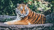 Dramatyczne wydarzenia w Indiach: Zamieszki i ataki na tygrysy