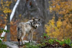 Komisja Europejska zadecydowała. Wilki w UE bez ścisłej ochrony 