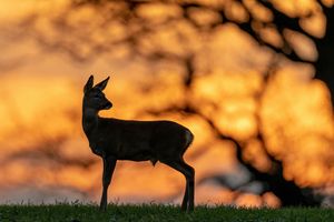 Leśni goście na drogach – zachowaj czujność za kółkiem!