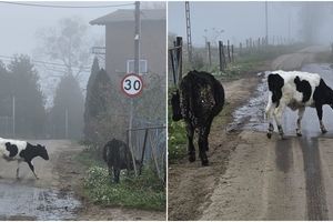 Uwaga! Cielaki na drodze!