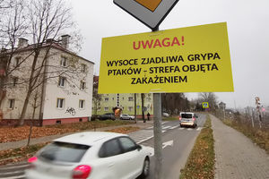 Ptasia grypa w Olsztynie. Czy w mieście pojawiły się nowe ogniska?