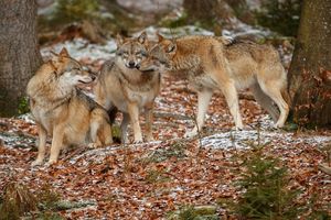 Wilki coraz częściej pojawiają się w gminie Dywity? RDOŚ przypomina