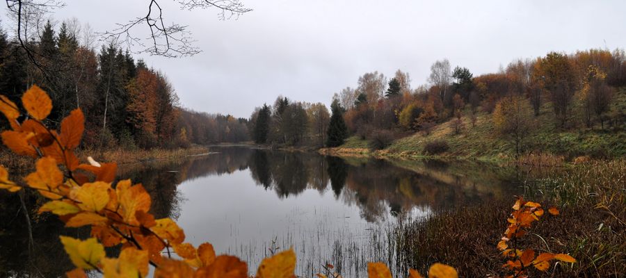 Użytek ekologiczny Bagienne Pola 