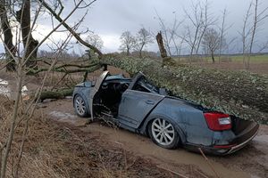 Drzewo spadło na samochód